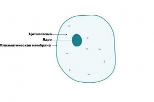 Основні функції та роль цитоплазми в клітинах Основні функції та роль цитоплазми в клітинах
